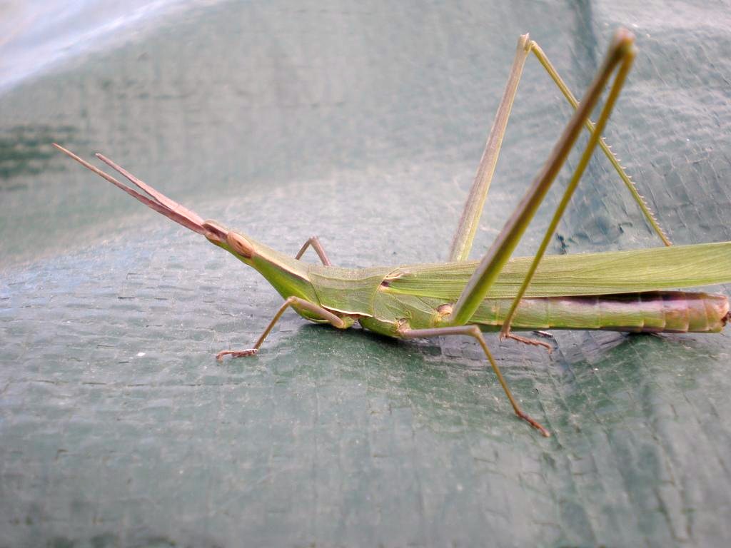 Acrida ungarica mediterranea